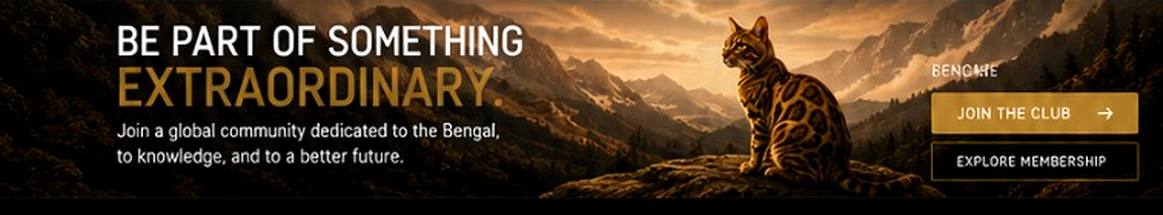 Be part of something extraordinary - Bengals Club