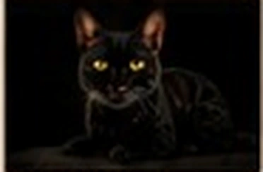 Melanistic Bengal